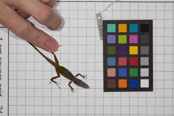 Media type: image;   Herpetology R-189493